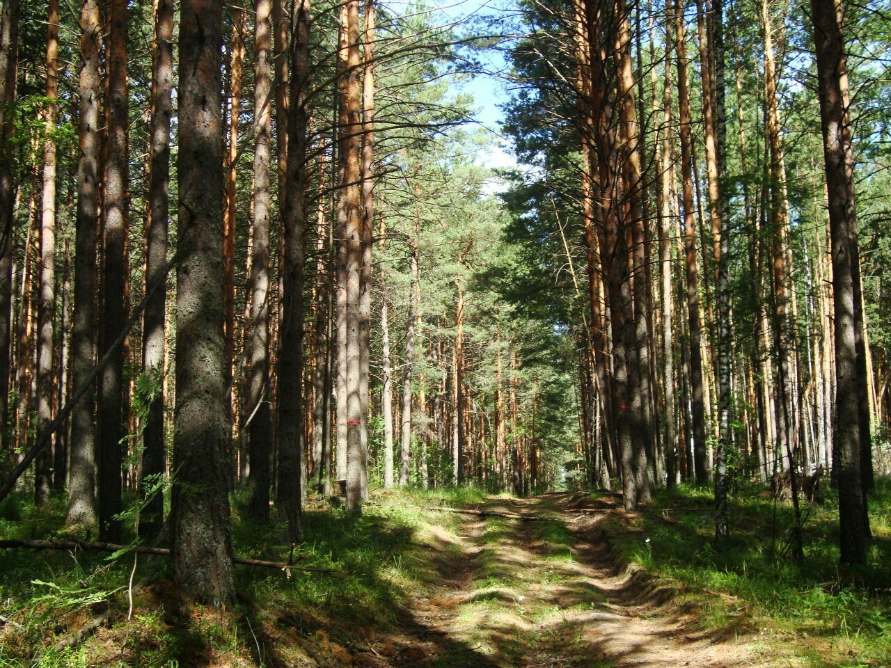 Озеро Песчаное (Тимирязевское)